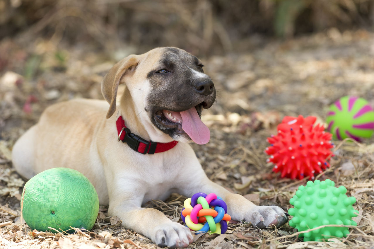 Dog toys is a cute happy puppy is outdoors surrounded by his toys.